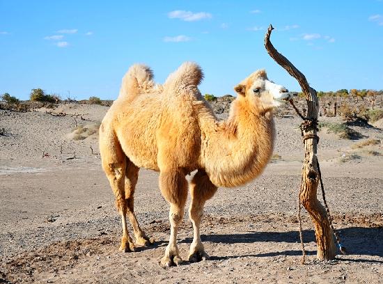 Photos of Badan Jara Desert