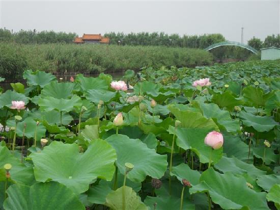 Photos of Baiyang Lake Scenic Resort