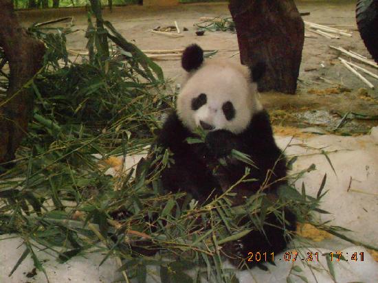 Photos of Changlong Wild Zoo