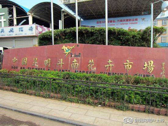 Photos of Dounan Flower Market